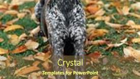  Presentation with pointer - Cool new PPT layouts with german-pointer-dog-on-autumn backdrop and a tawny brown colored foreground