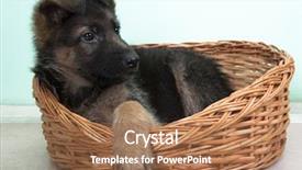  Presentation with german - PPT theme featuring german sheepdogs black puppy sitting background and a coral colored foreground