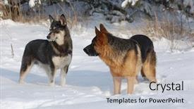  Presentation with winter evergreen forest - Colorful PPT theme enhanced with german shepard - domestic dogs play backdrop and a lemonade colored foreground