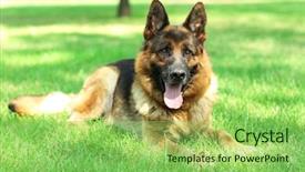 Presentation with dog park animal jack - Theme with german shepard - funny cute dog in park background and a seafoam green colored foreground