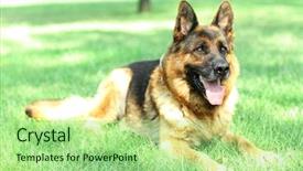  Presentation with dog park animal jack - Slides featuring german shepard - funny cute dog in park background and a mint green colored foreground