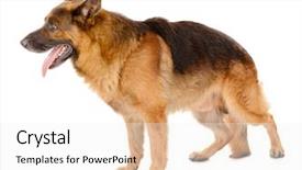  Presentation with dog baby cute child - Beautiful PPT theme featuring german shepard - funny cute dog isolated backdrop and a white colored foreground