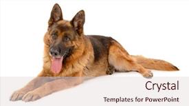  Presentation with dog - Audience pleasing presentation theme consisting of german shepard - funny cute dog isolated backdrop and a lemonade colored foreground