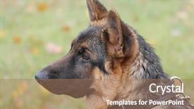  Presentation with welcome back friend - PPT theme having german shepard - my friend zakhar background and a coral colored foreground