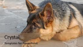  Presentation with welcome back friend - Presentation design consisting of german shepard - my friend zakhar background and a coral colored foreground