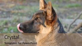  Presentation with welcome back friend - Colorful presentation design enhanced with german shepard - my friend zakhar backdrop and a coral colored foreground