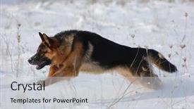  Presentation with german - Slides consisting of german shepard dog at winter background and a light gray colored foreground