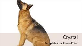  Presentation with police dog - PPT layouts consisting of german shepard dog portrait background and a gold colored foreground