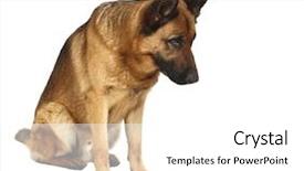  Presentation with police dog - Beautiful slides featuring german shepard dog portrait backdrop and a white colored foreground