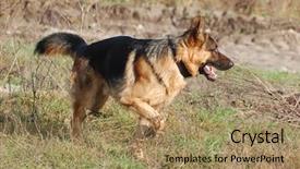  Presentation with german culture - Amazing theme having german shepard dog backdrop and a coral colored foreground