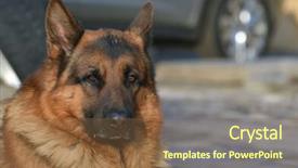 Presentation with german - PPT layouts enhanced with german shepard dog background and a  colored foreground