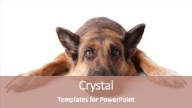  Presentation with old dog - Presentation design having german shephard dog laying background and a coral colored foreground