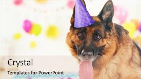  Presentation with cute birthday - Theme enhanced with german shepherd - funny cute dog celebrating his background and a lemonade colored foreground