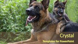  Presentation with puppy - Audience pleasing slides consisting of german shepherd - guard dog close up shoot backdrop and a tawny brown colored foreground