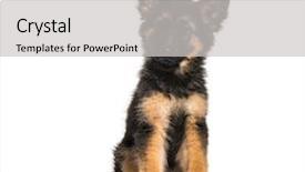  Presentation with german - Cool new presentation with german shepherd 3 months old backdrop and a light gray colored foreground