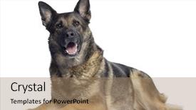  Presentation with german - PPT theme having german shepherd 4 5 years background and a coral colored foreground