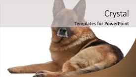  Presentation with evaluation of 5 years old boy - PPT theme having german shepherd 5 years old background and a light gray colored foreground