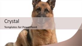  Presentation with german - Audience pleasing theme consisting of german shepherd 5 years old backdrop and a soft green colored foreground