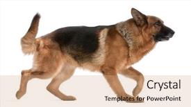  Presentation with 4 years old children and doctor - Slides enhanced with german shepherd 5 years old background and a coral colored foreground