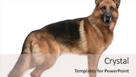  Presentation with german - Beautiful slides featuring german shepherd 5 years old backdrop and a soft green colored foreground