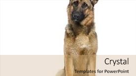  Presentation with old dog - Slide set consisting of german shepherd dog 1 year background and a coral colored foreground