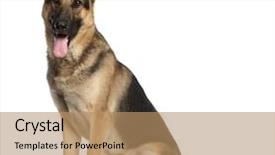  Presentation with old dog - Cool new PPT layouts with german shepherd dog 2 backdrop and a coral colored foreground