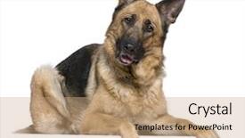  Presentation with old dog - Audience pleasing PPT theme consisting of german shepherd dog 4 years backdrop and a coral colored foreground