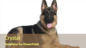  Presentation with old dog - Audience pleasing PPT layouts consisting of german shepherd dog 8 months backdrop and a tawny brown colored foreground