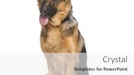  Presentation with old dog - PPT theme having german shepherd dog 9 months old background and a white colored foreground
