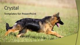  Presentation with german - PPT theme featuring german shepherd dog long-haired background and a lemonade colored foreground