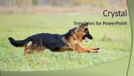  Presentation with german - Audience pleasing PPT layouts consisting of german shepherd dog long-haired backdrop and a  colored foreground