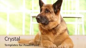  Presentation with german - Cool new slides with german shepherd dog looking aside backdrop and a gold colored foreground