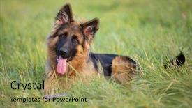  Presentation with german - Amazing slide deck having german shepherd dog lying outdoor backdrop and a yellow colored foreground
