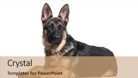  Presentation with german - Beautiful theme featuring german shepherd dog lying backdrop and a coral colored foreground