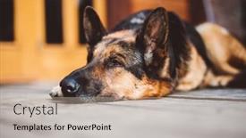  Presentation with dog house - Theme having german-shepherd-dog-lying background and a mint green colored foreground