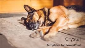  Presentation with dog house - Presentation enhanced with german-shepherd-dog-lying background and a coral colored foreground