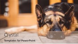  Presentation with dog house - Amazing presentation theme having german-shepherd-dog-lying backdrop and a coral colored foreground