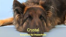  Presentation with german shepherd two young puppys - PPT theme enhanced with german shepherd dog on blue background and a tawny brown colored foreground