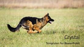  Presentation with german shepherd two young puppys - Audience pleasing slide deck consisting of german shepherd dog running fast backdrop and a yellow colored foreground
