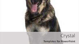  Presentation with old dog - Presentation theme having german shepherd dog sitting and sticking the tongue out isolated on white 15 months old background and a light gray colored foreground