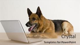  Presentation with german - Slide deck with german shepherd dog using background and a coral colored foreground