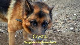  Presentation with german shepherd two young puppys - PPT layouts with german-shepherd-dog background and a violet colored foreground