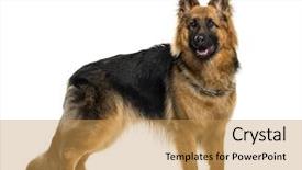  Presentation with german - Slides having german shepherd in front background and a yellow colored foreground