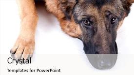  Presentation with german shepherd two young puppys - PPT layouts having german shepherd isolated on white background and a white colored foreground