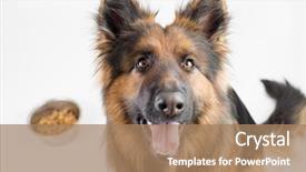  Presentation with german shepherd two young puppys - Beautiful presentation featuring german shepherd long-haired dog backdrop and a coral colored foreground