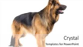  Presentation with german - Amazing slide set having german shepherd long-haired dog backdrop and a white colored foreground