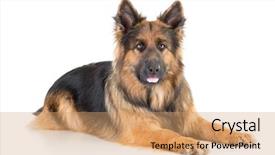  Presentation with german - Beautiful PPT layouts featuring german shepherd long-haired dog backdrop and a coral colored foreground