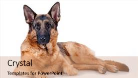  Presentation with german - Audience pleasing presentation theme consisting of german shepherd lying in front backdrop and a coral colored foreground