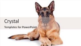  Presentation with german - Beautiful slides featuring german shepherd lying in front backdrop and a lemonade colored foreground