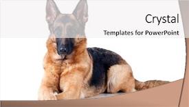  Presentation with german shepherd two young puppys - Slide deck having german shepherd lying in front background and a white colored foreground